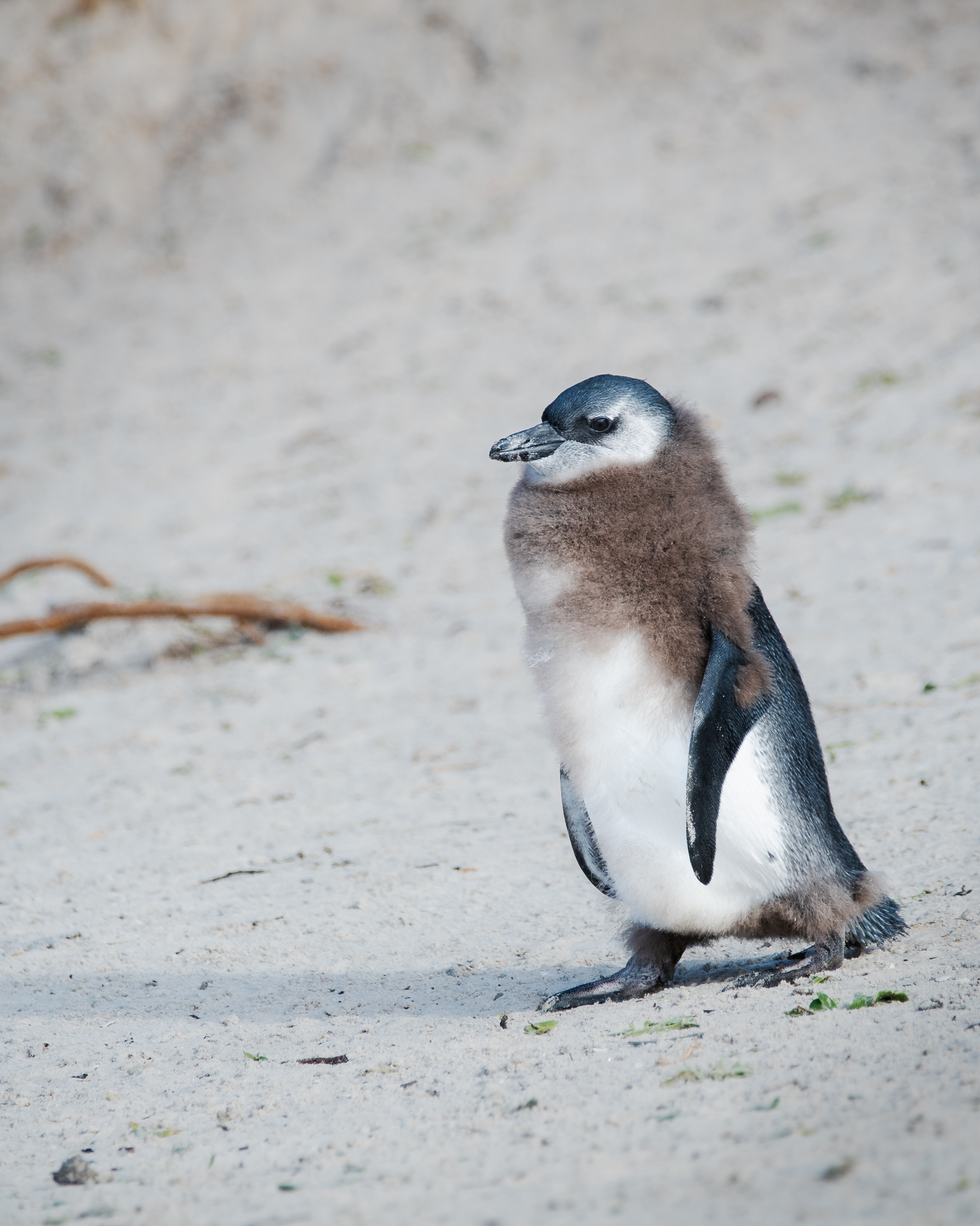 A juvenile African penguin walks along the sand at Boulder Beach