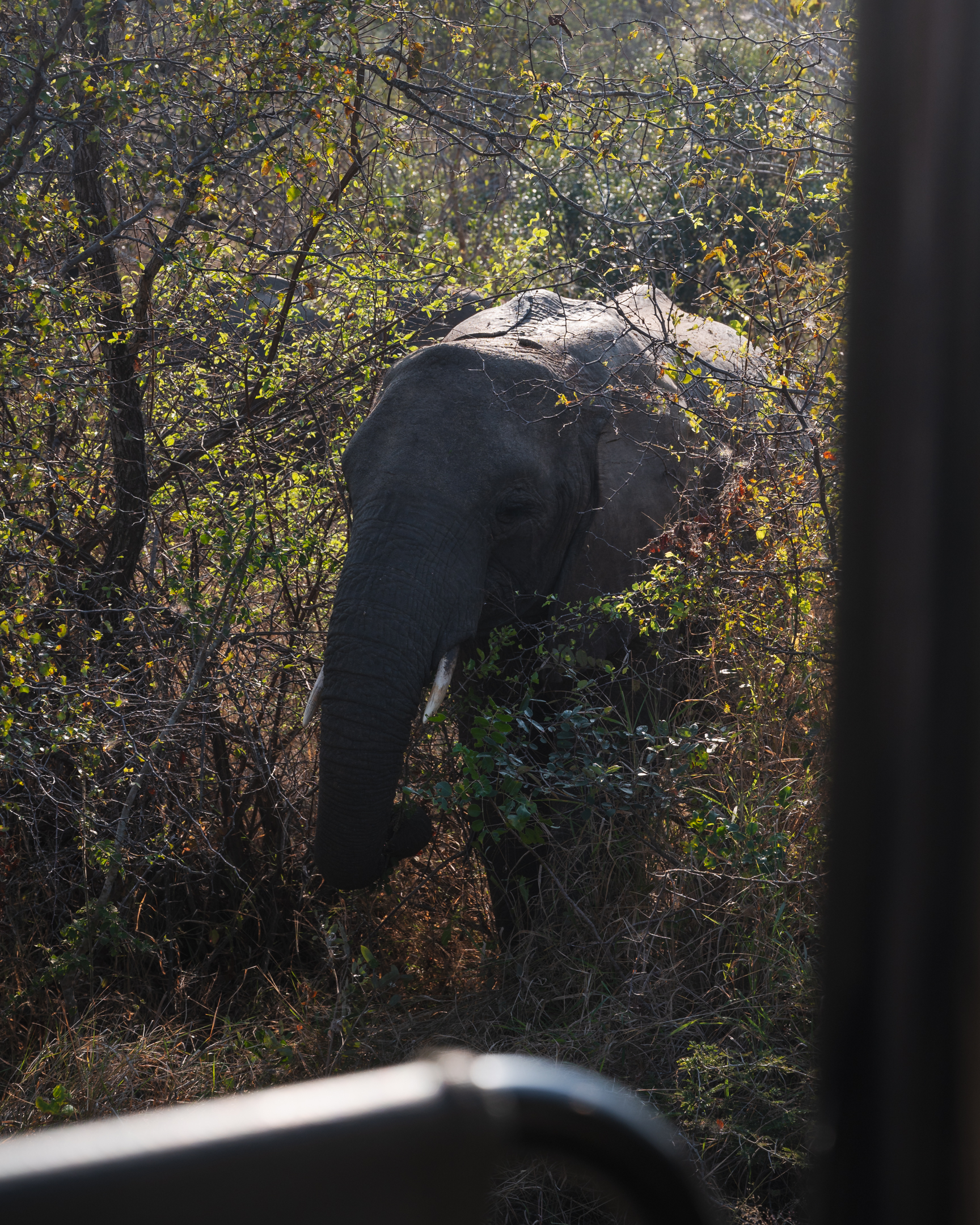 A young elephant grazing near the road during a full-day safari in Kruger National Park.