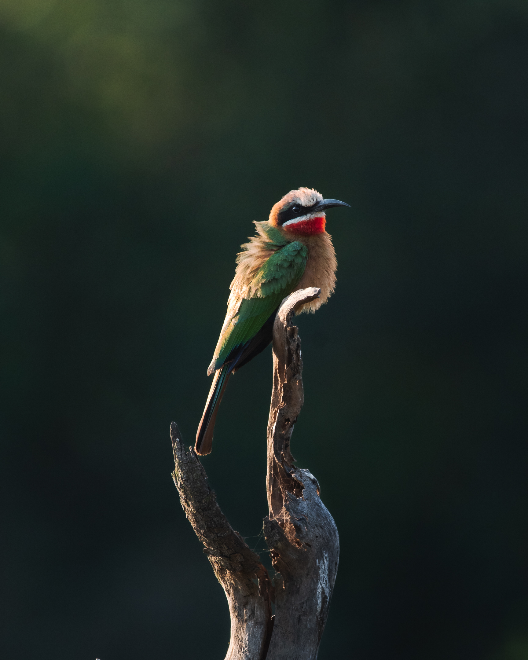 A white-fronted bee-eater at golden hour during our first afternoon safari at the Karongwe Private Game Reserve.