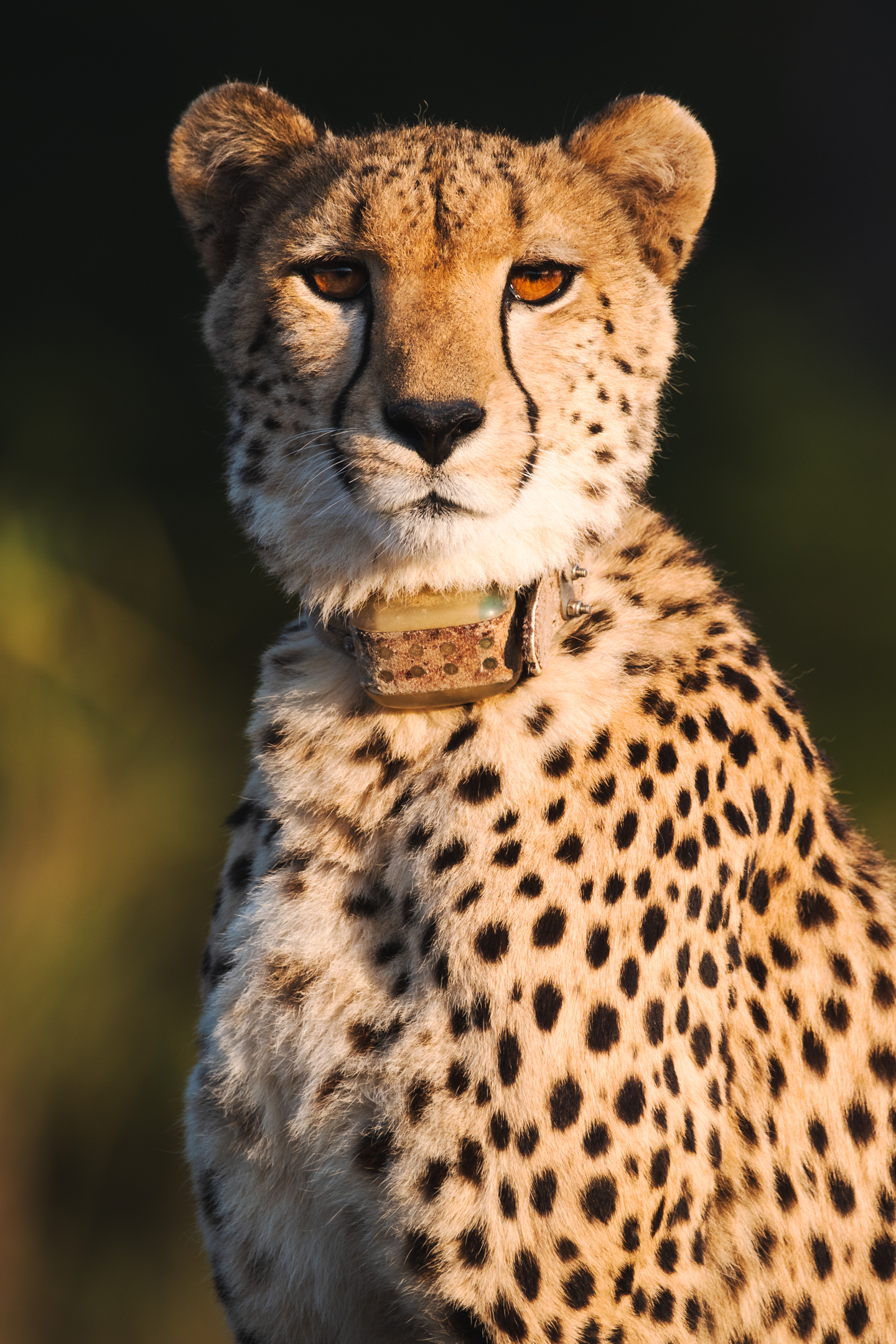 A female cheetah looks directly into the camera during our first afternoon safari at the Karongwe Private Game Reserve in South Africa.