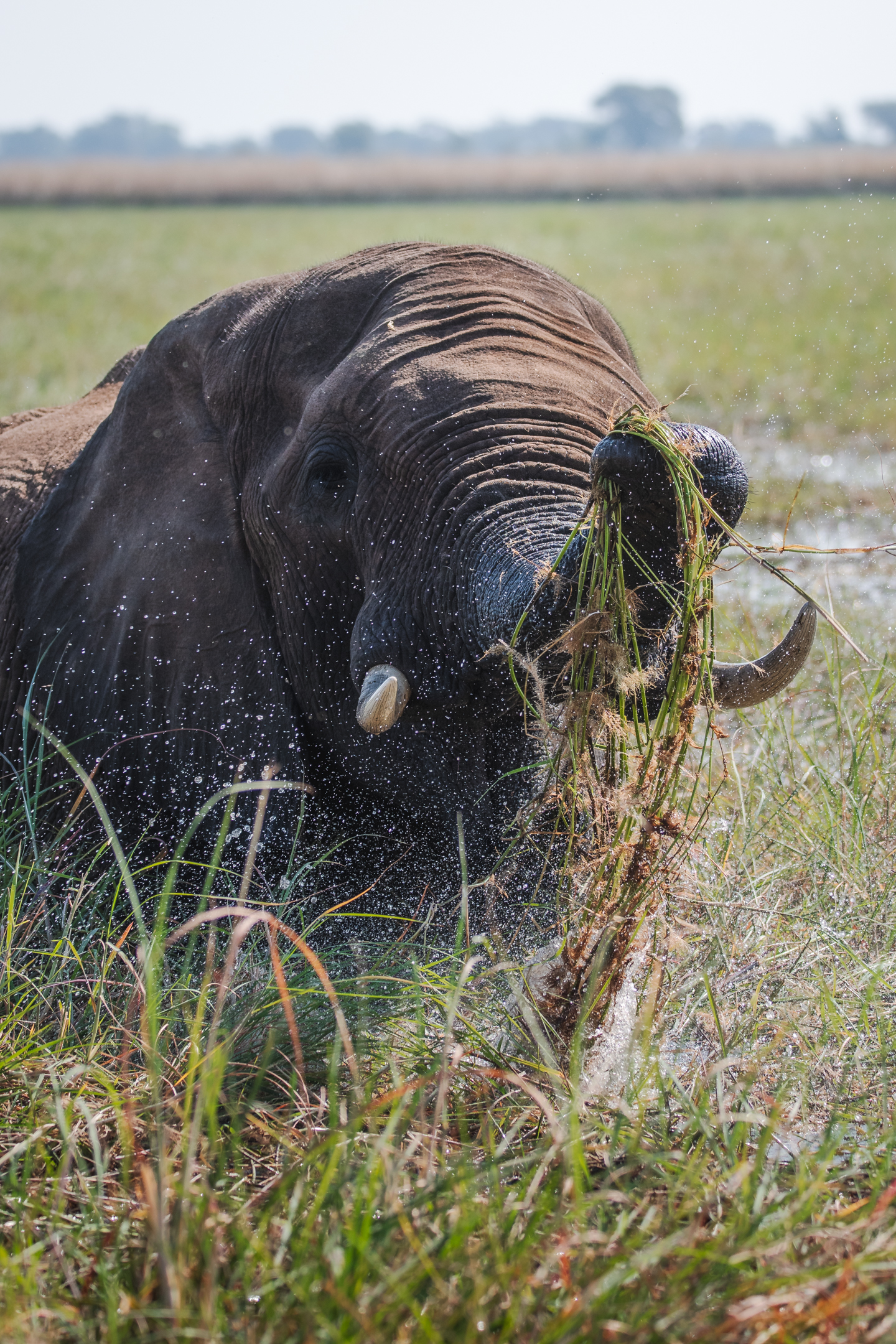 An elephant washing the dirt off some river grass before eating it during our water safari in Chobe National Park.