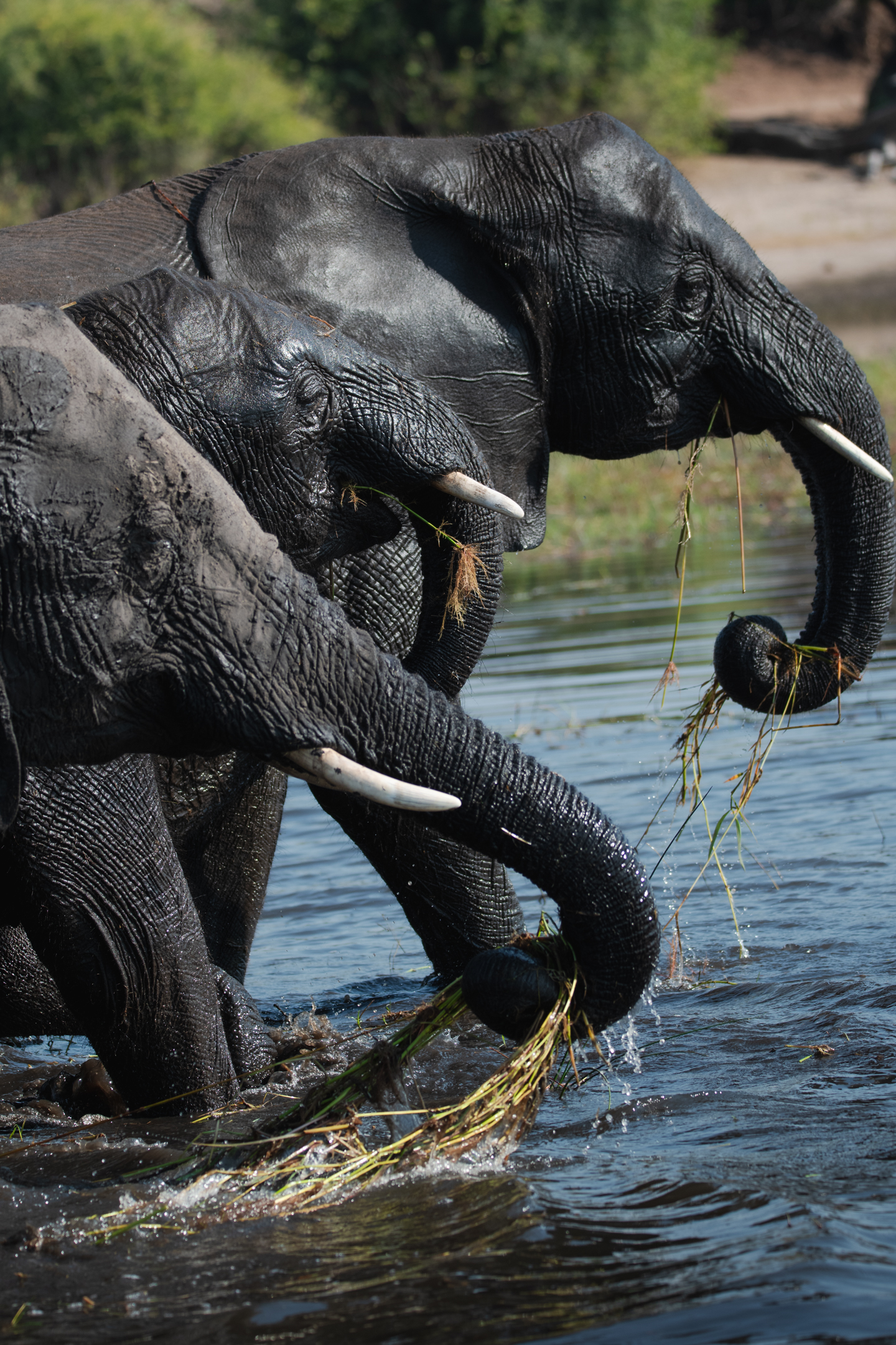 Three elephants eating river grass during a safari in Chobe National Park