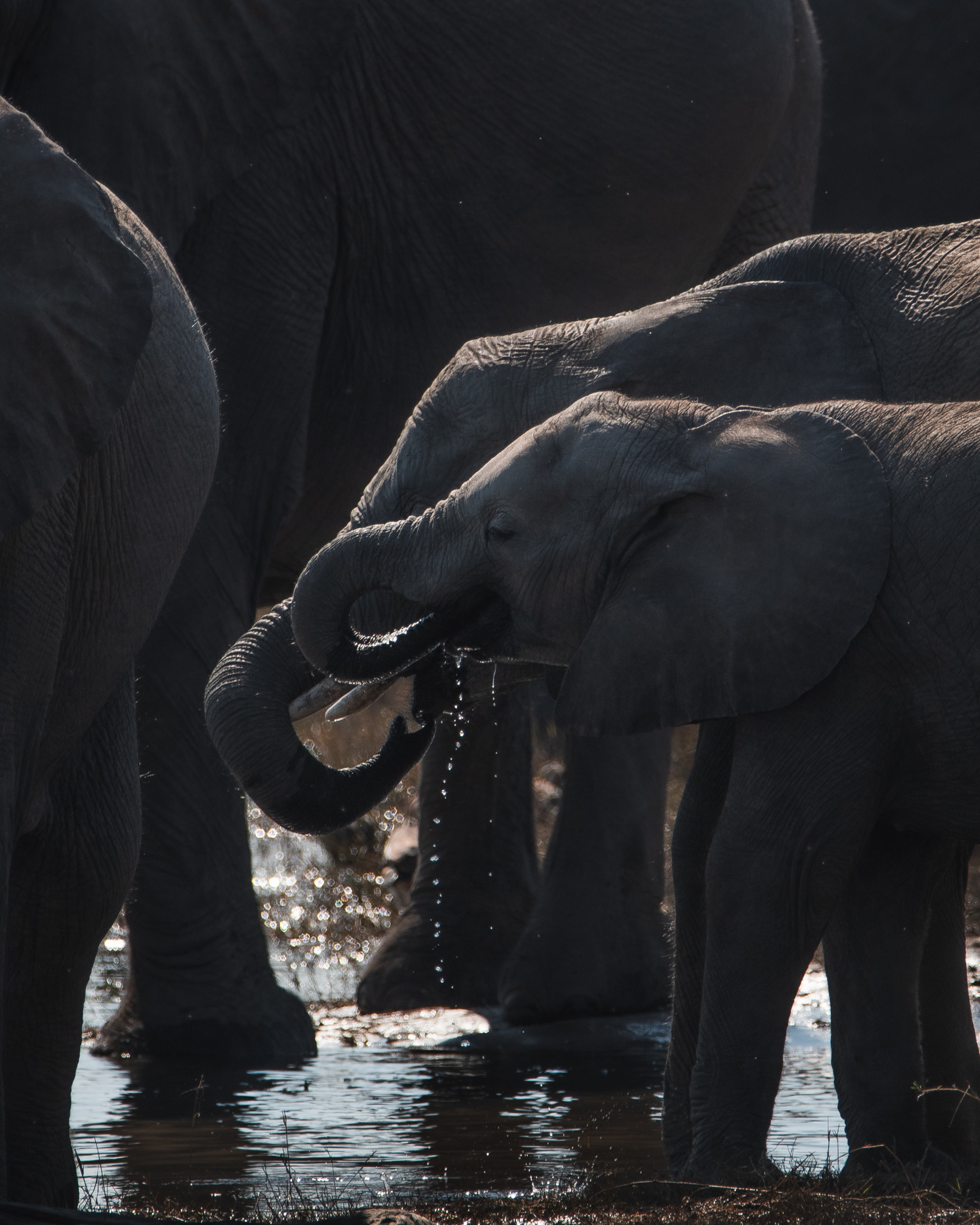 A young elephant drinks from the river in Chobe National Park