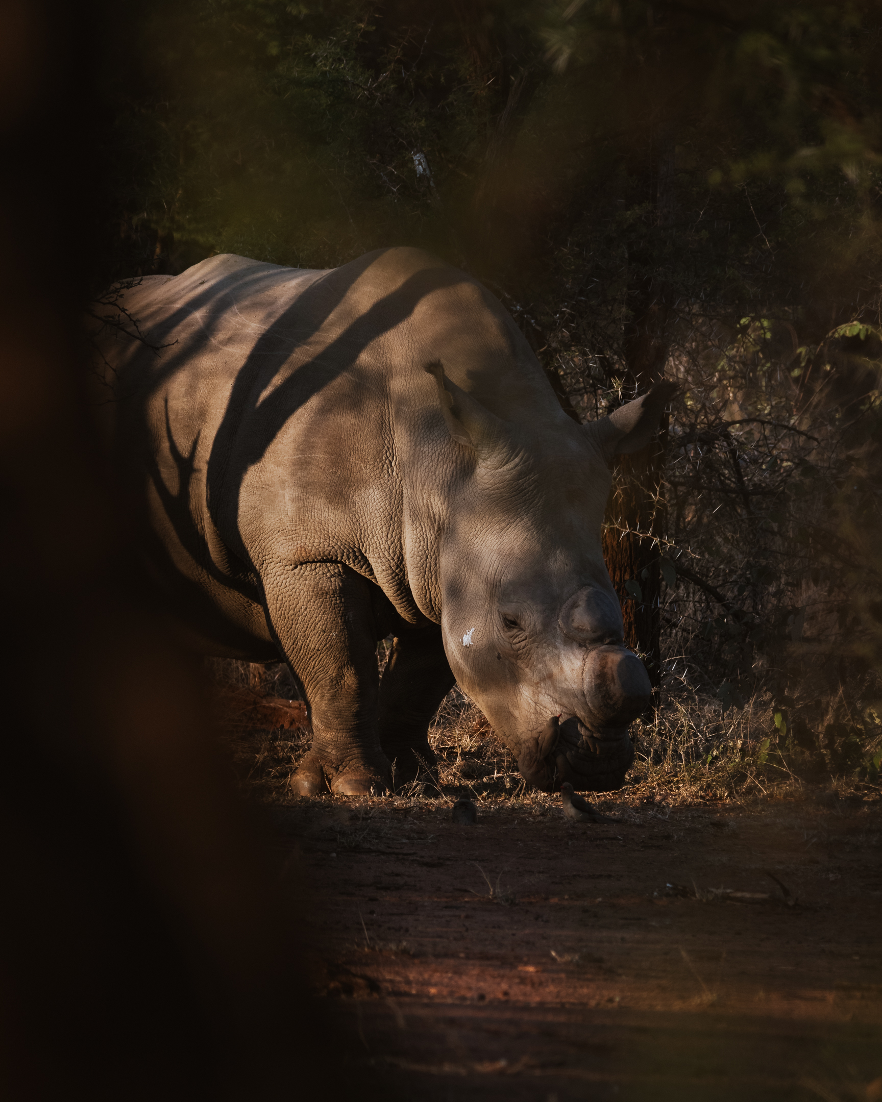 A male white rhino hidden by brush during an afternoon safari.
