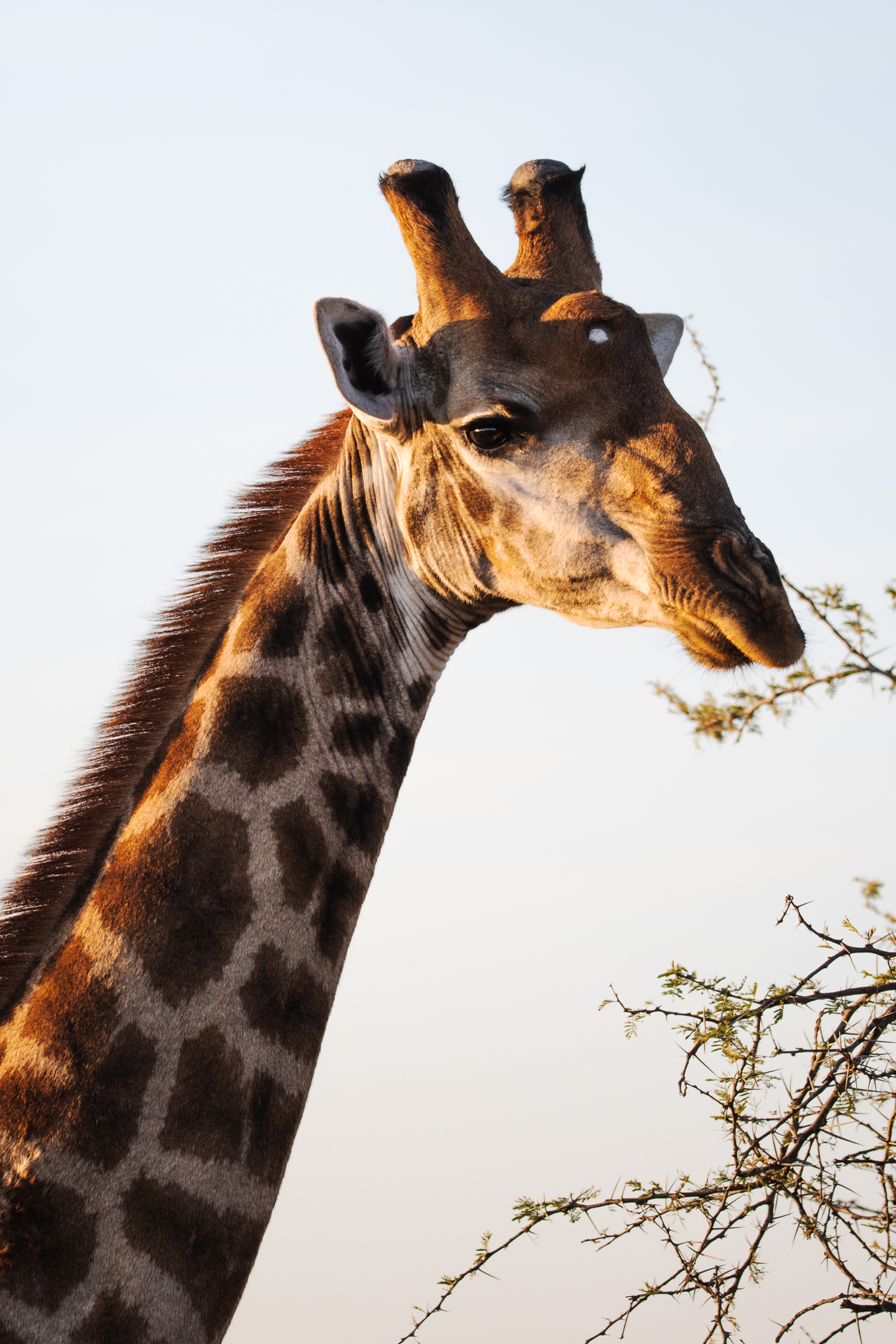 Portrait of a giraffe during an afternoon safari