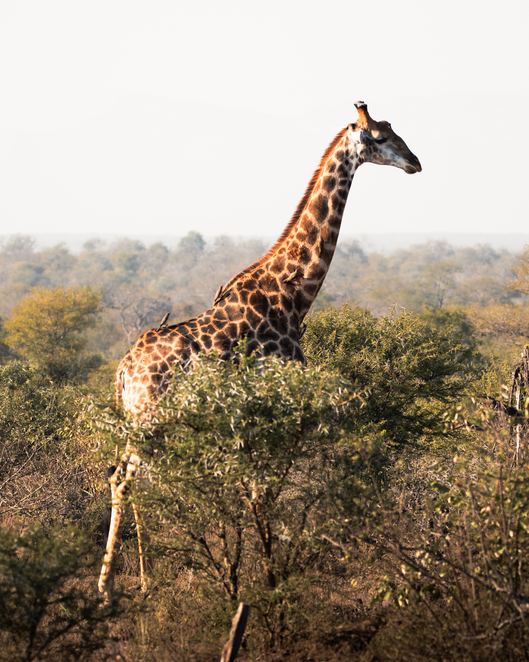 A giraffe walks through the bush during one of our safari game drives.