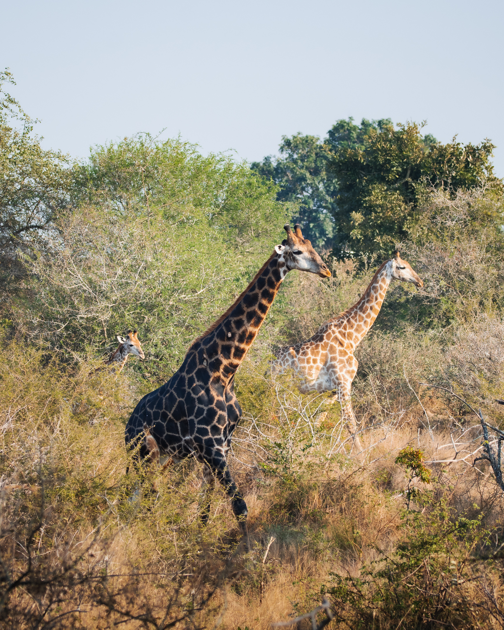Three giraffes move through the bush during a full-day safari in Kruger National Park.
