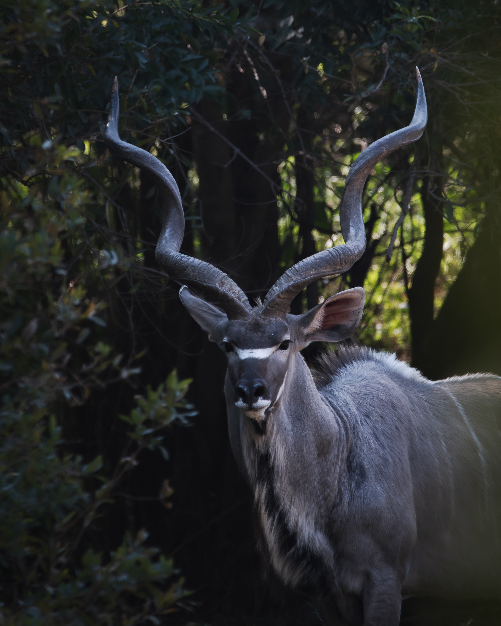 A male kudu portrait taken while walking around the Karongwe Private Game Reserve.
