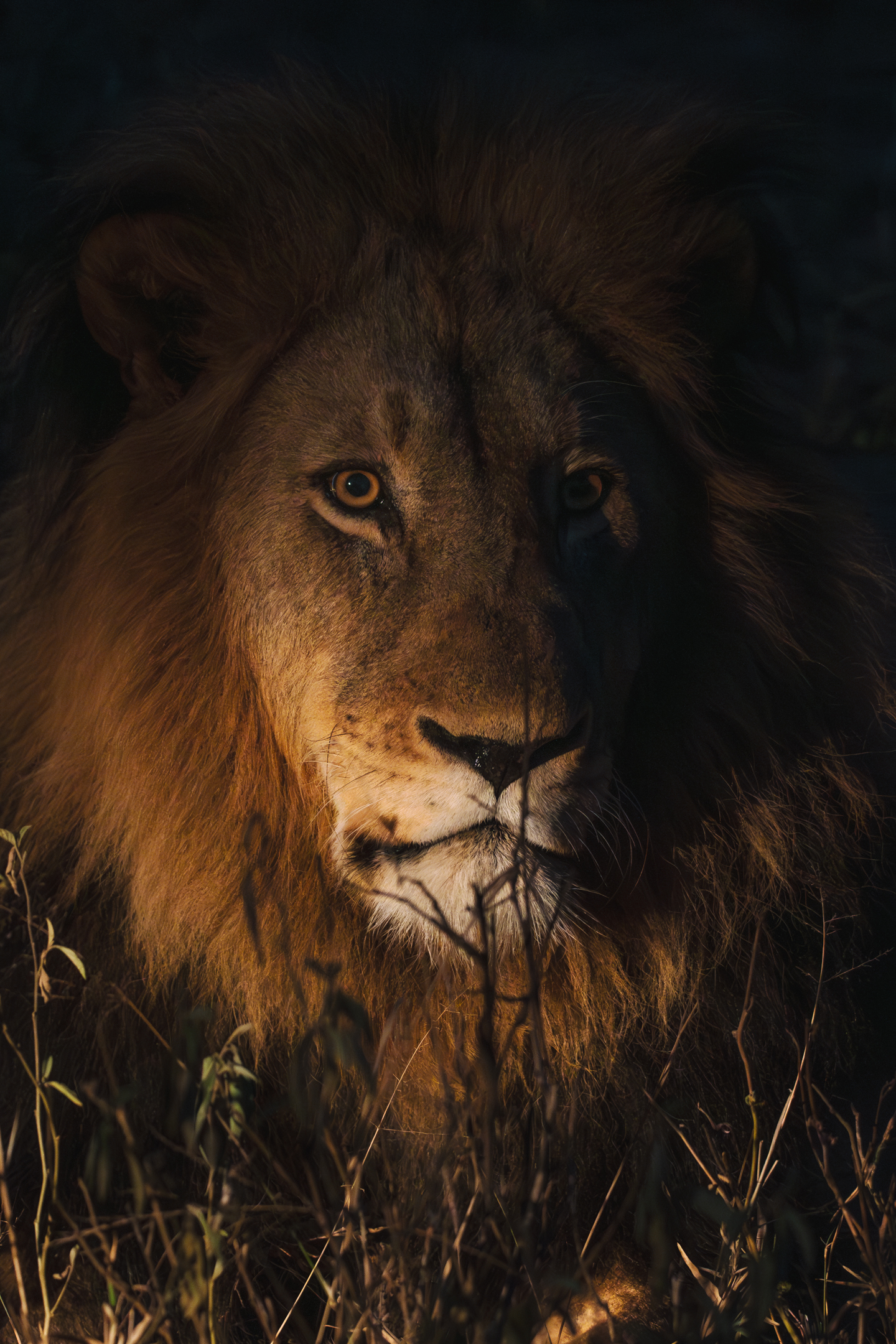 A male lion with a tracker's flashlight beam illuminating half of his face, seen after sunset during an afternoon game drive.