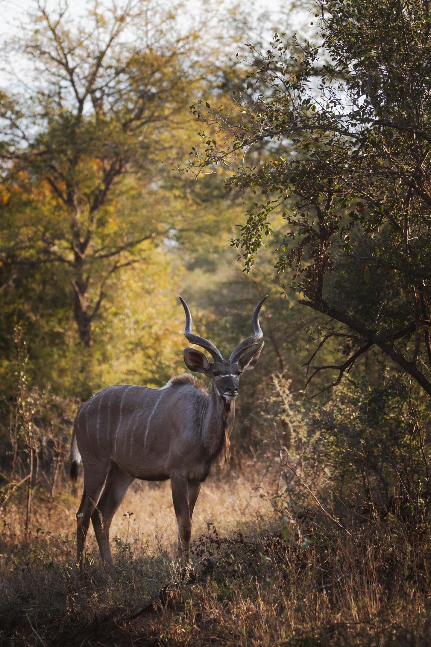 A nyala grazing in the bush during one of our safari game drives.