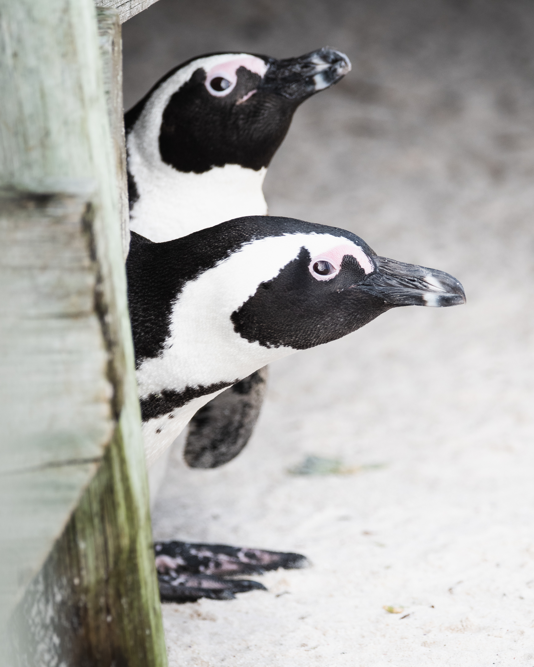 Two curious African penguins peek out from underneath the walking bridge at Boulder Beach