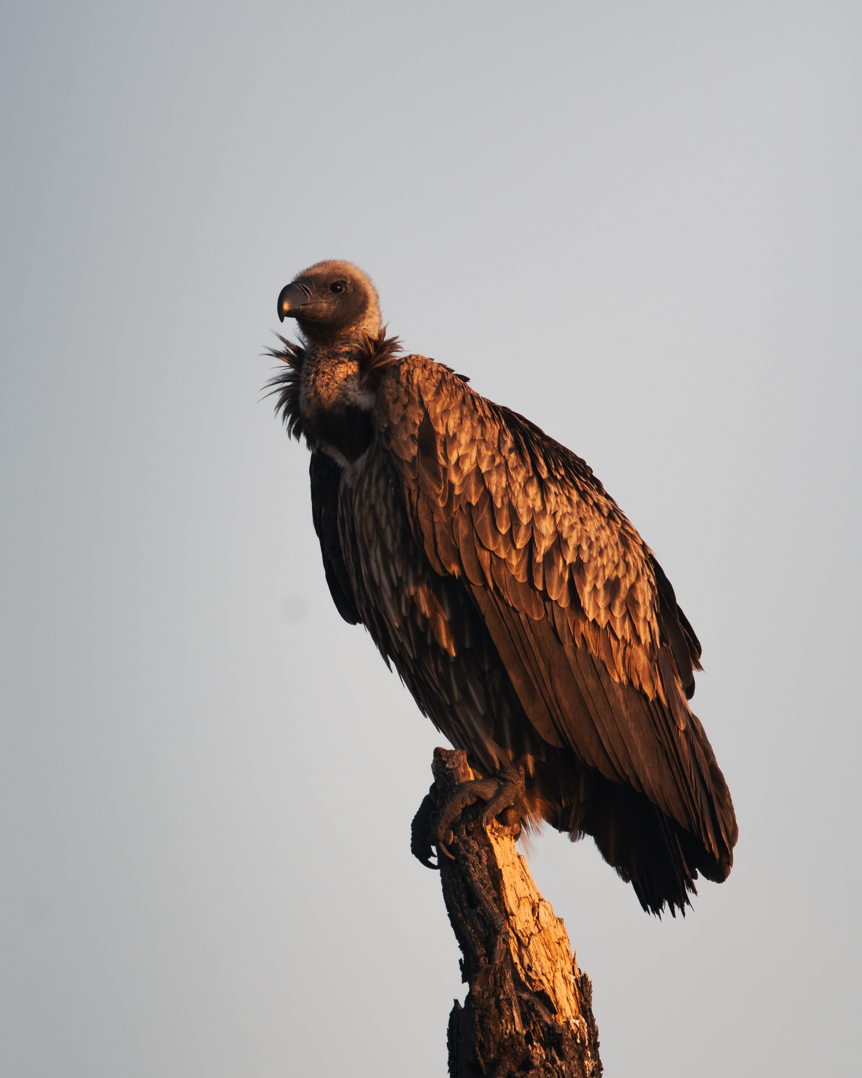 A white-backed vulture perched on a tree by the side of the road during a safari game drive.