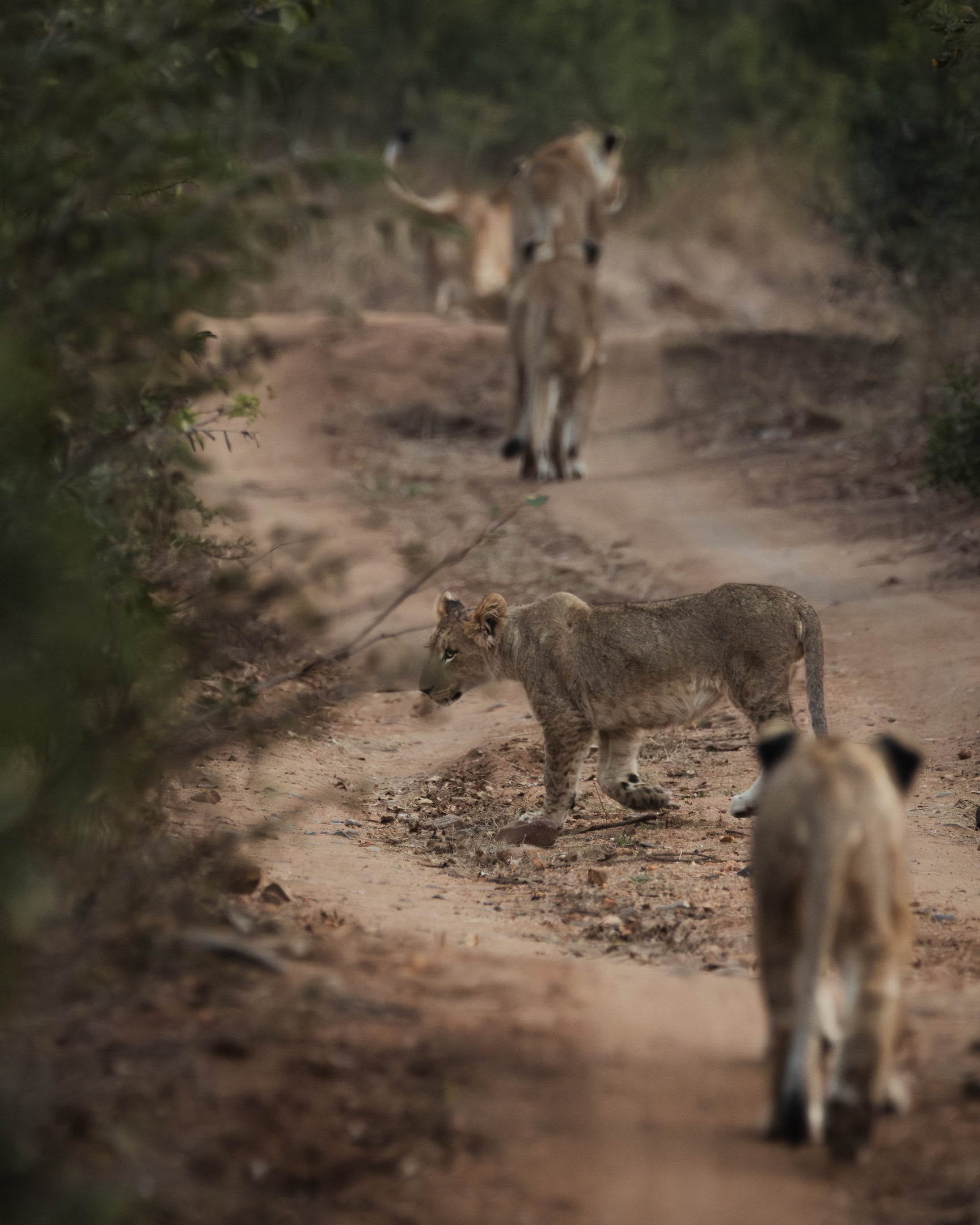 A pride of lions walks along the road at dusk during a safari game drive.