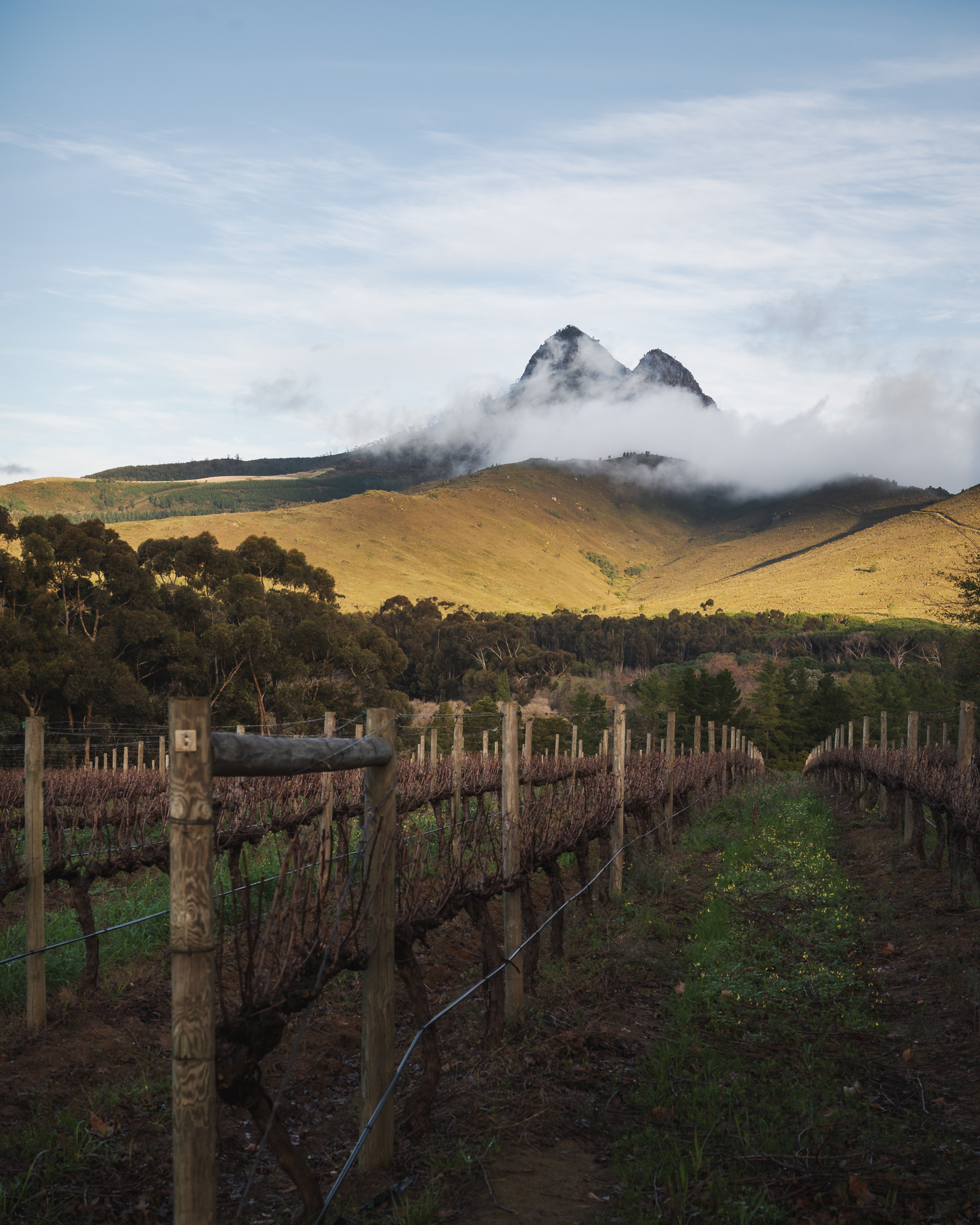 The view at one of the vineyards we visited during a day trip to the Stellenbosch wine region.