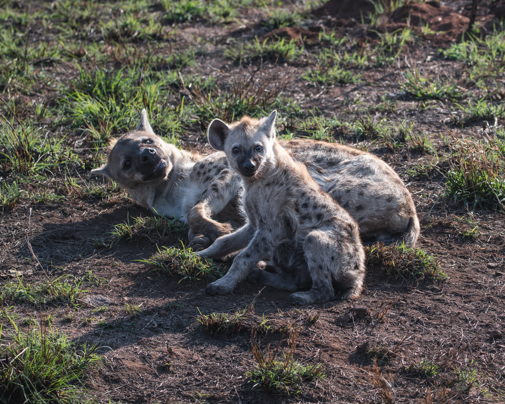A mother hyena and her pup lounging near their den next to the road during a full-day safari in Kruger National Park.