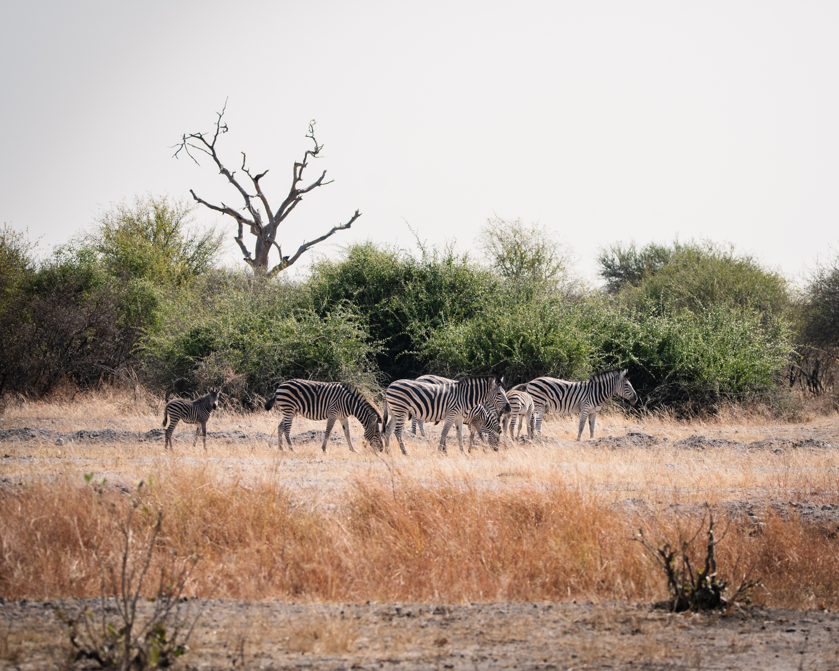 A herd of zebras grazing in Chobe National Park during a full day safari