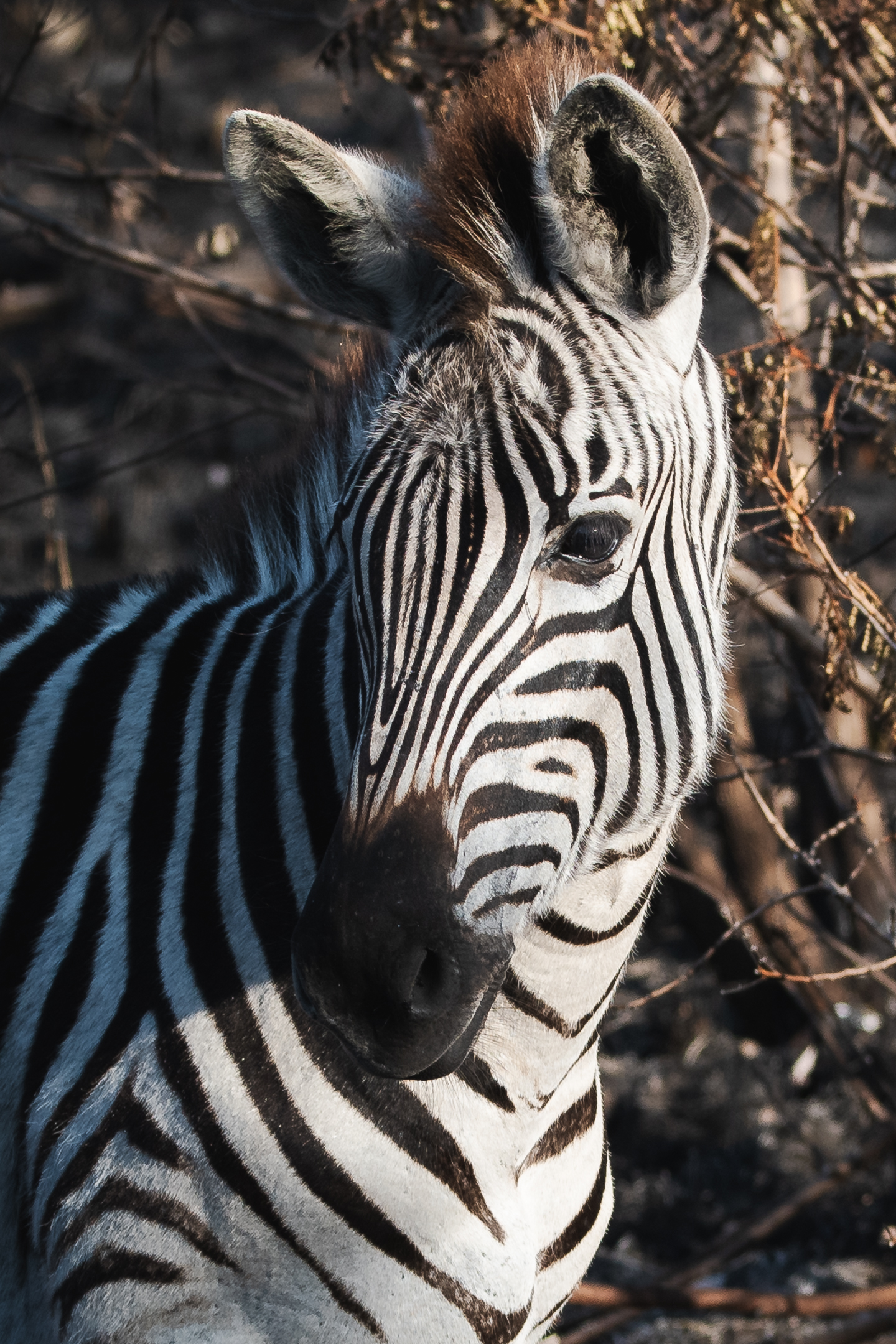 Zebra portrait taken during an afternoon safari game drive.