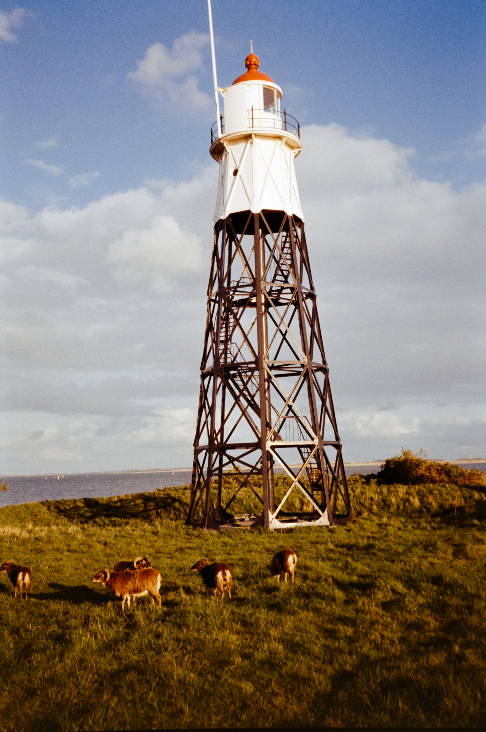 A herd of sheep and lighthouse that inhabit Vuurtoneiland just outside of Amsterdam.