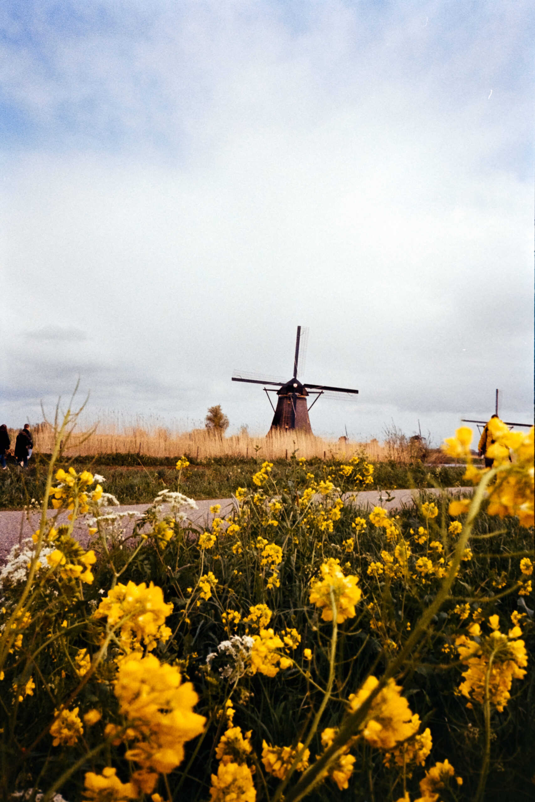 A film photo of windmills and wildflowers at Kinderdijk outside of Rotterdam.