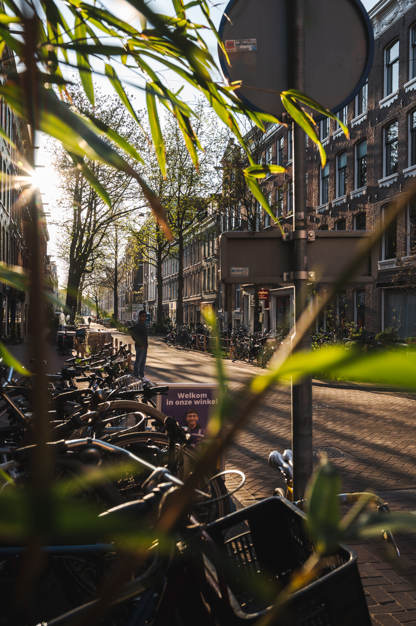 View of Amsterdam's buildings and many bikes shot through a plant on the sidewalk.