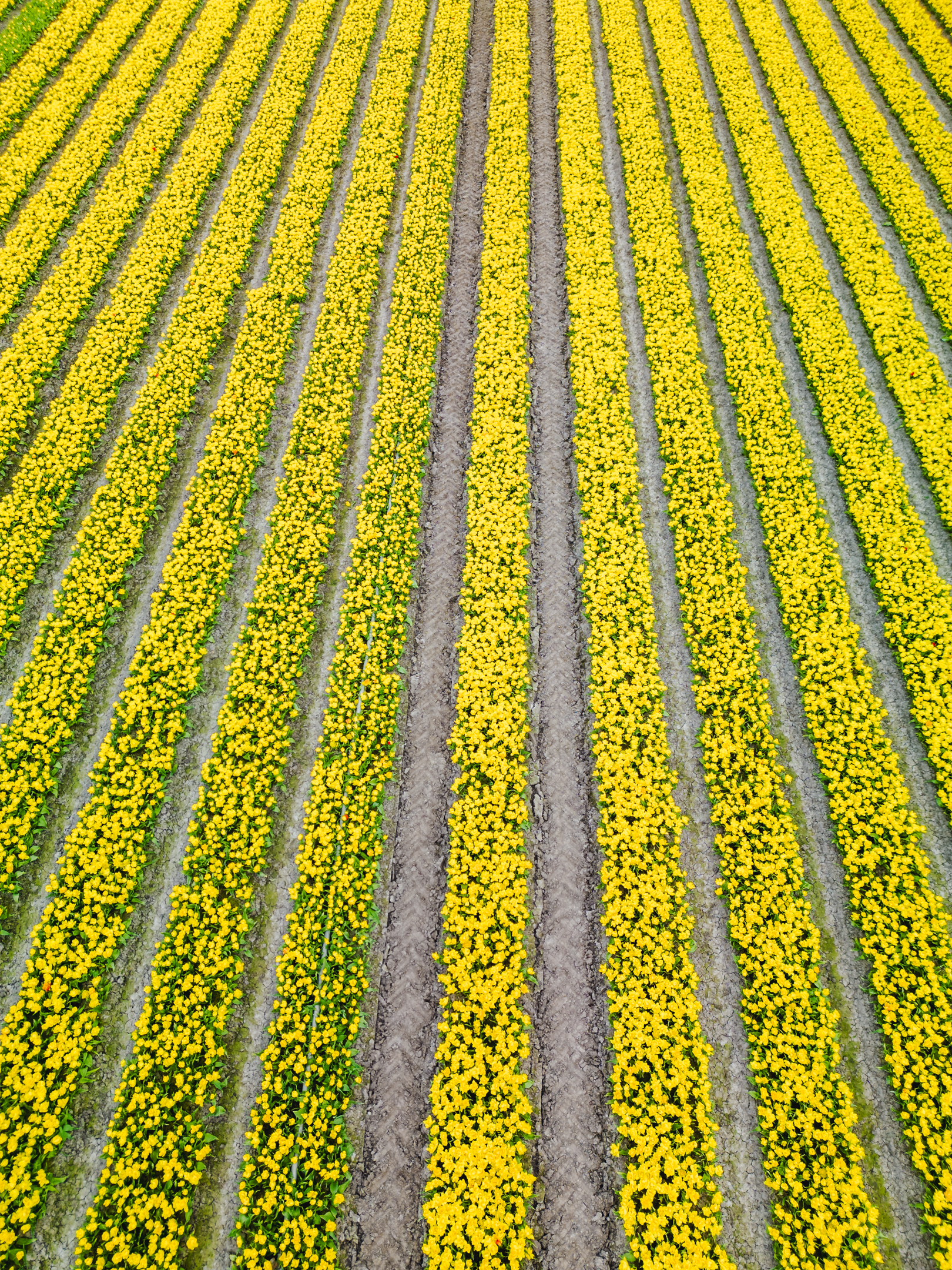 Drone shot of yellow tulips taken during tulip season in the Netherlands.